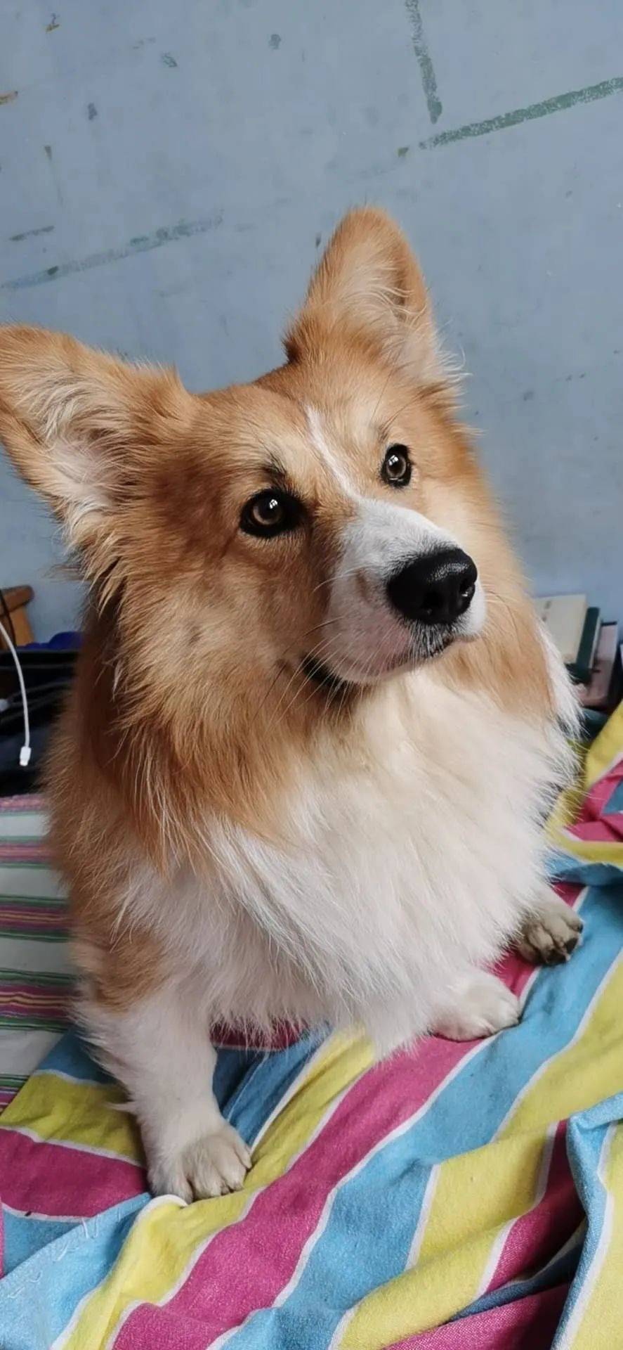 青岛市李沧区虎山路东大村望公园丢失一只黄白色公柯基犬