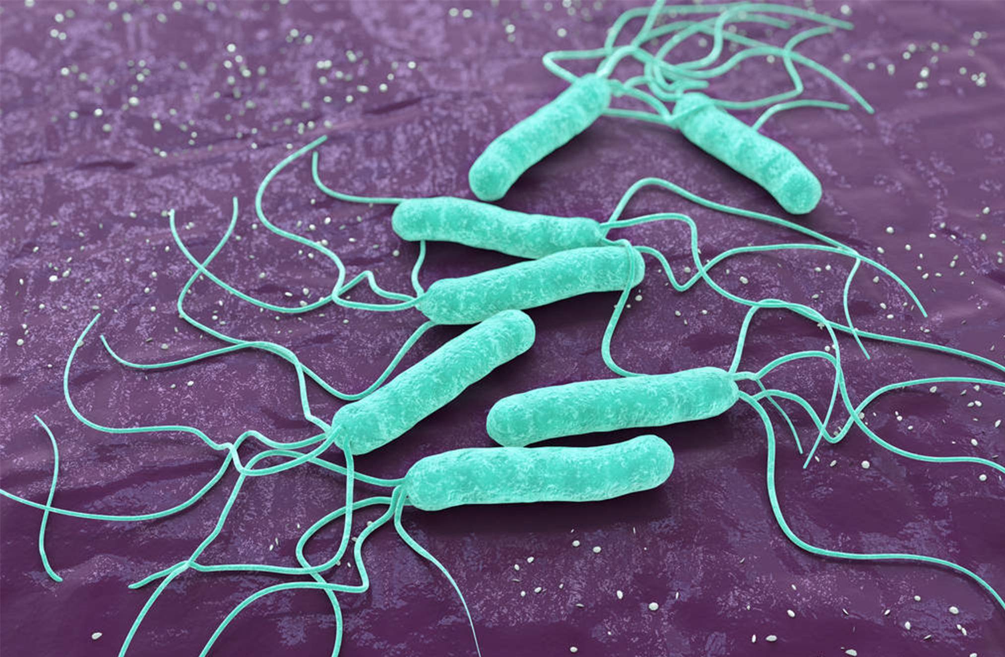 胃里入侵幽门螺杆菌,"1酸,1臭,1疼"或一目了然,别视若无睹_手机搜狐网