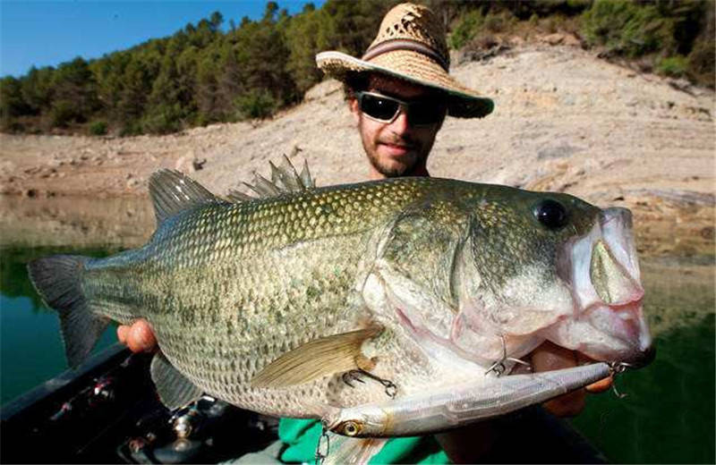 美国鲈鱼入侵珠江贪食成性或将泛滥成灾网友我们欢迎你