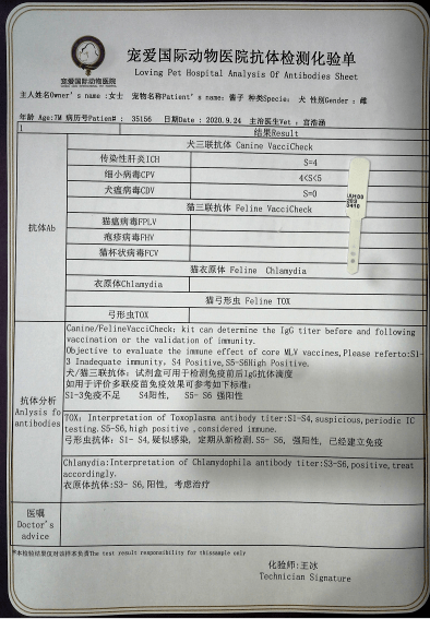 原創狗狗如果不幸出現骨折意外,別慌!