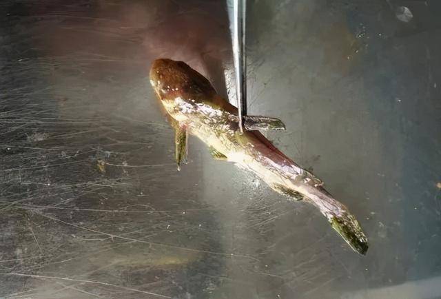 黄颡鱼每年因为小瓜虫损失严重那是因为没有找到正确的驱虫方法