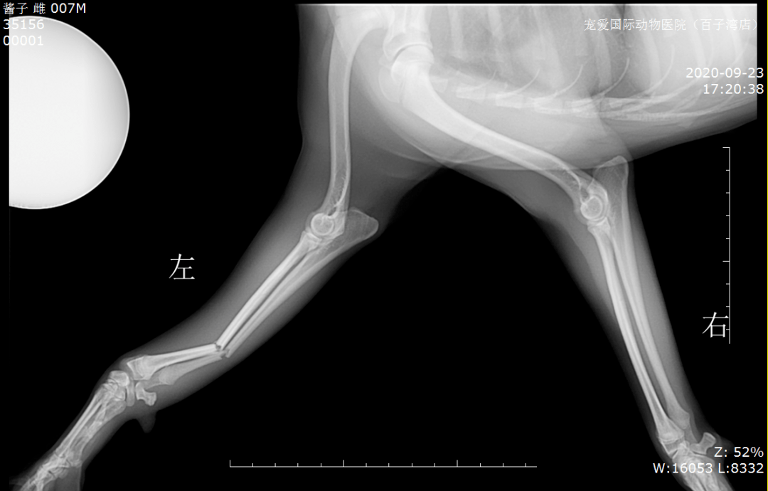 狗坐骨骨折图片