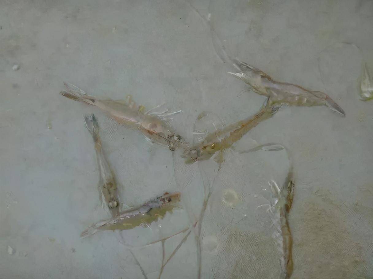 对虾养殖密度