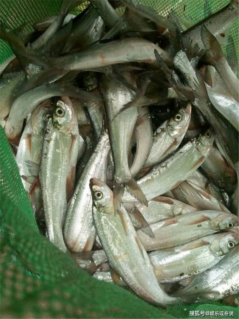 今天要给大家介绍的这种鱼,是一种非常受人们欢迎的鱼类,尤其是喜爱