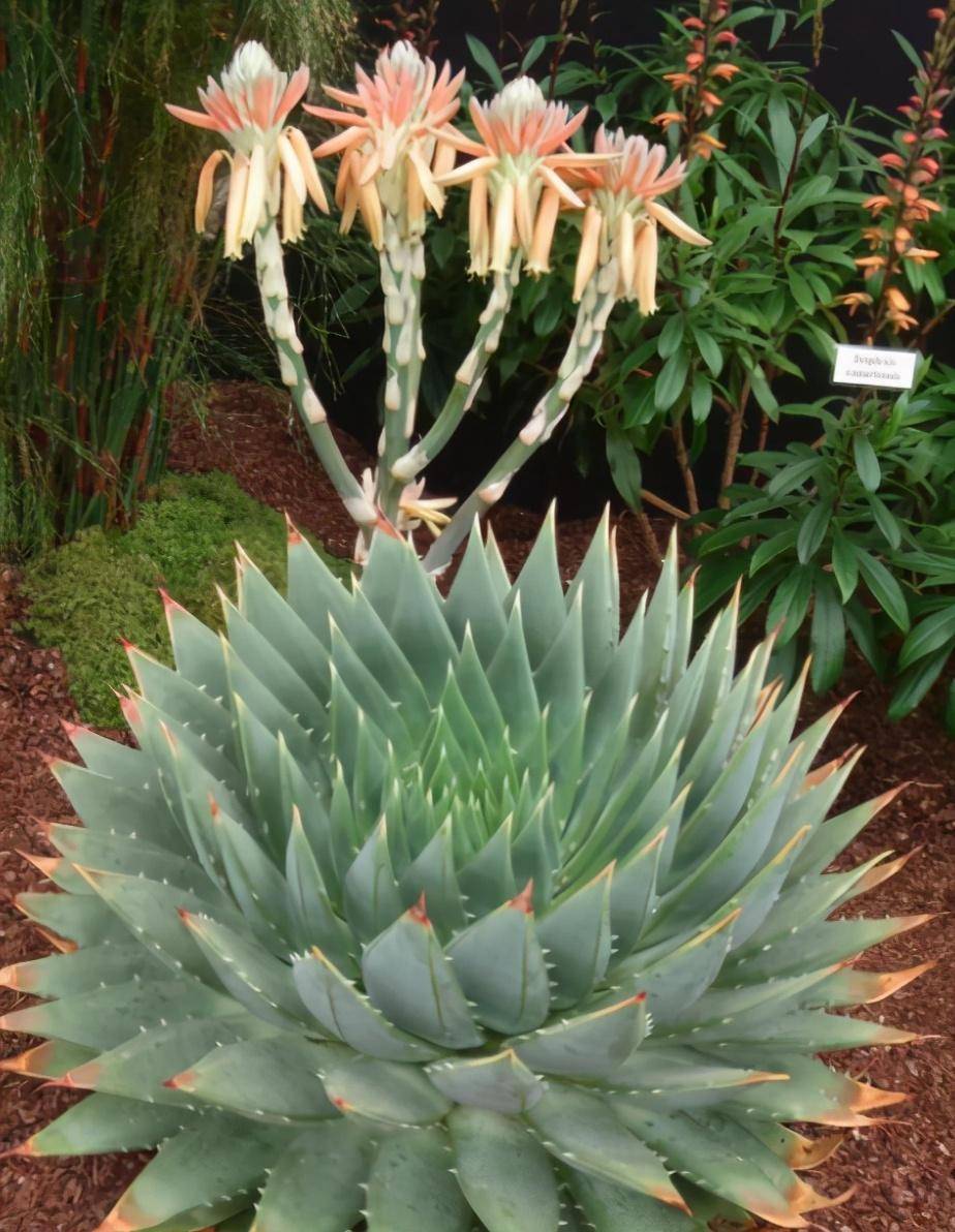 靠播种繁殖的女王芦荟,但很少人能养好