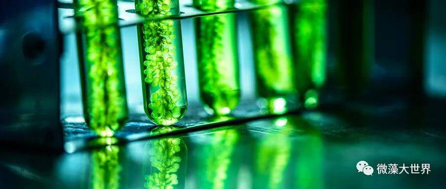 小小绿藻产出生物柴油