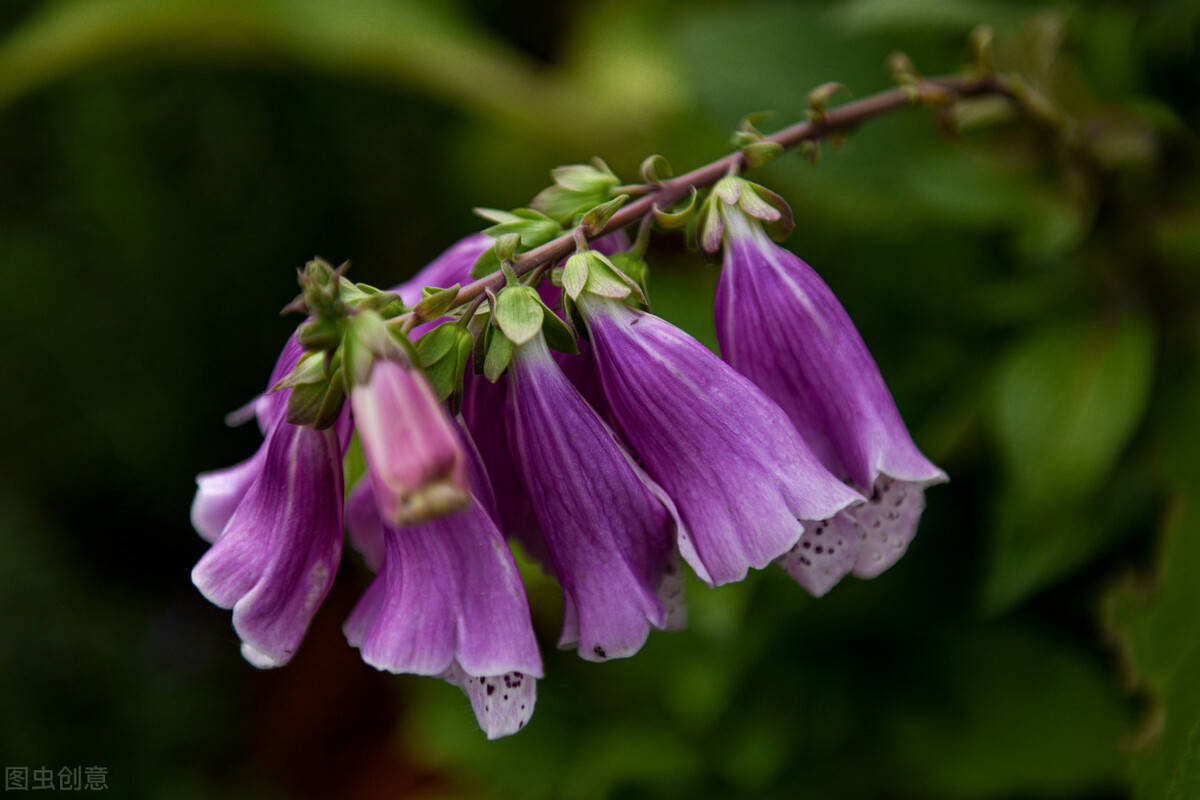 开花时让人赏心悦目的风铃草_手机搜狐网