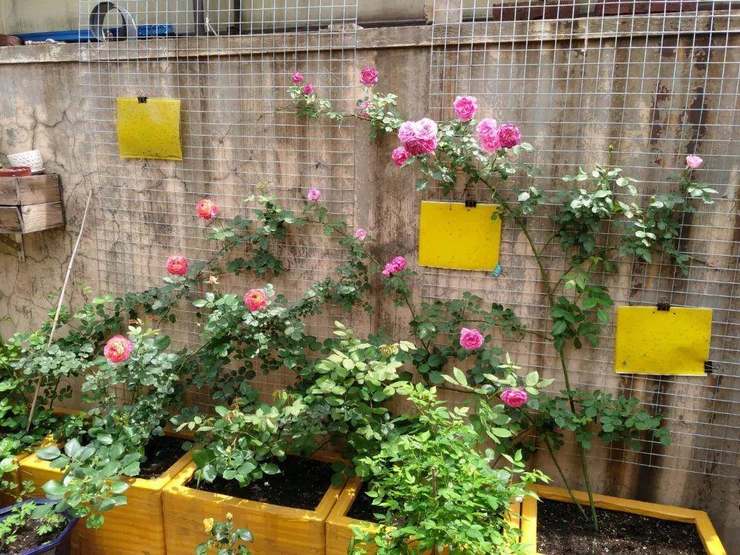 垃圾桶捡2个泡沫箱,种花太美了,省下花盆钱!_沤肥