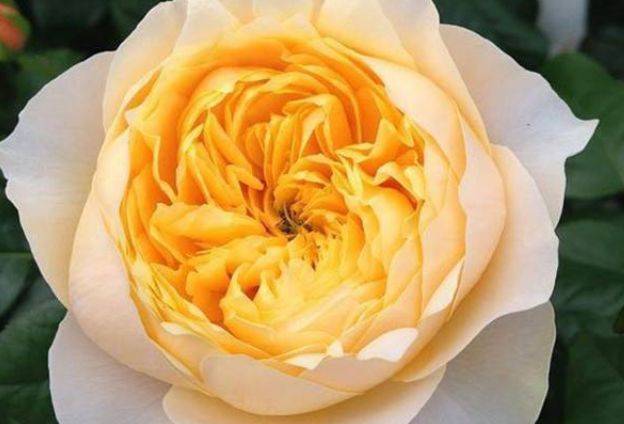 阳台养花不如养一盆金色珊瑚心香味浓郁花期长适合盆栽养