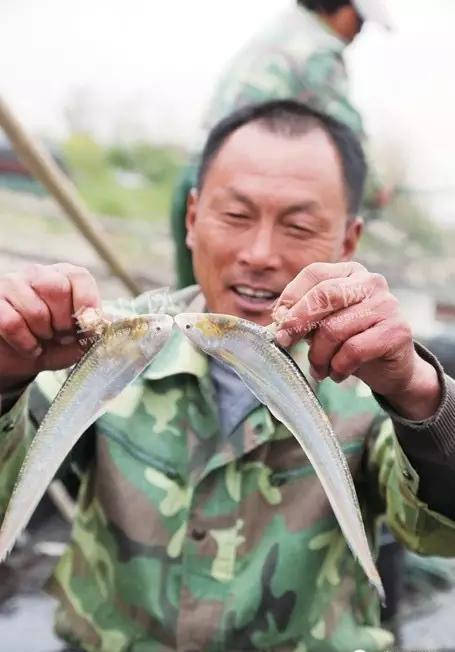 深扒:细说刀鱼_手机搜狐网