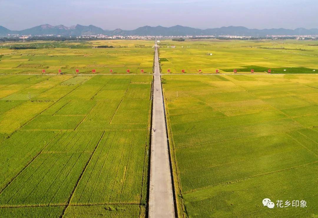 这个秋天别错过横县的金色稻田