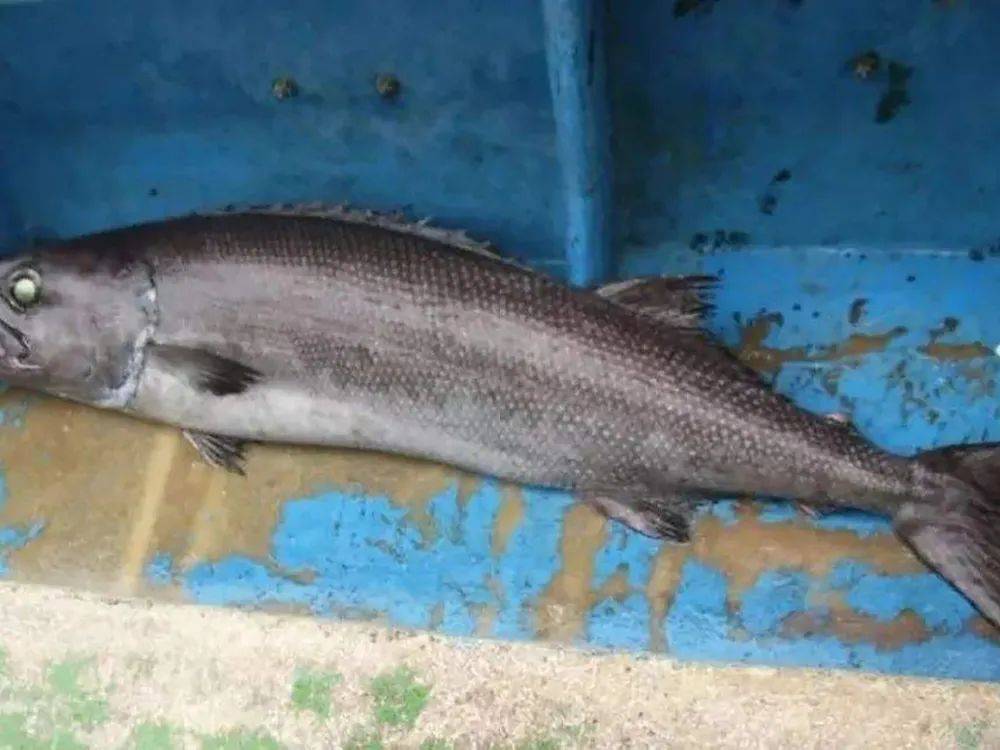 在国外被列入黑名单,我国却有不少人在吃,常有人用来冒充鳕鱼