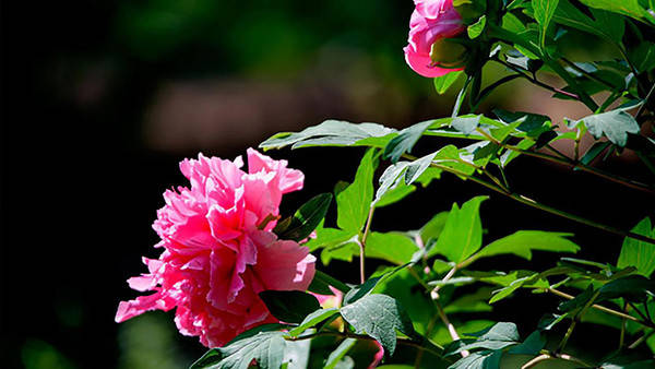 企业|龙池牡丹 | 让“盛世之花”在高质量发展中绽放光彩