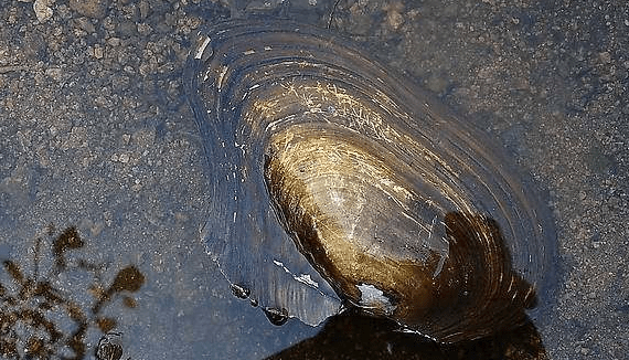 有个成语叫做"老蚌生珠",一般个头越大,时间越长的河蚌里,都会有价值