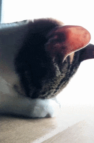 小猫被主人打疼后,伤心得哭起来,低头不停的抽泣!