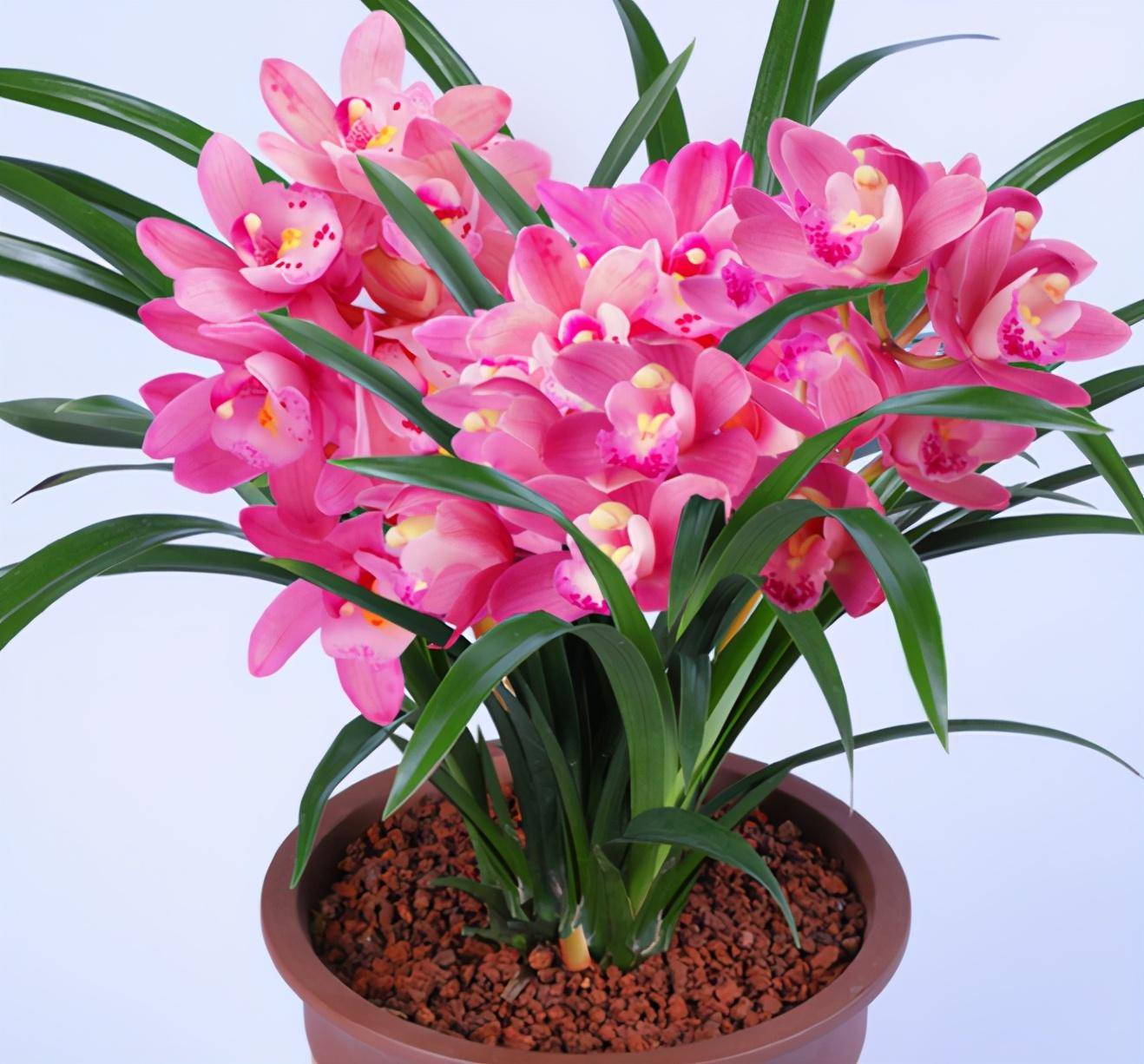 兰花新贵,花开艳丽,花迷养兰首选_手机搜狐网