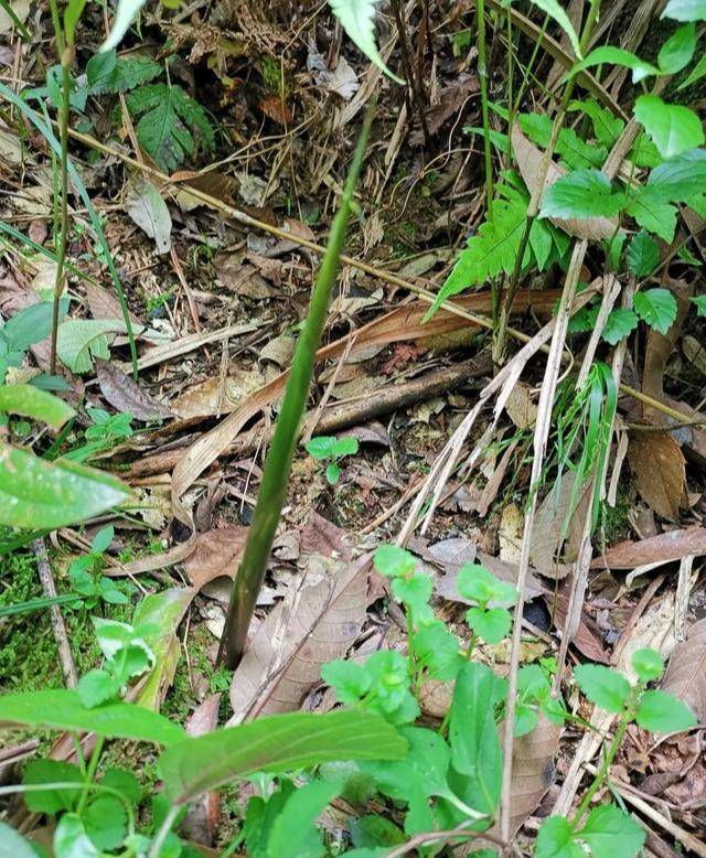 原食记三:"拐"回来一个老婆的美味山珍_手机搜狐网