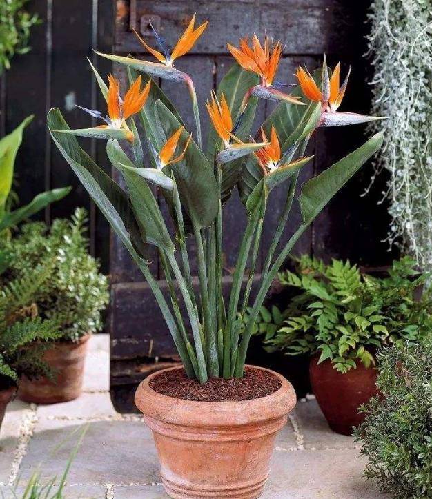 盆栽鹤望兰的养护秘诀,花开似仙鹤,"仙气"十足,观赏性极佳_手机搜狐网