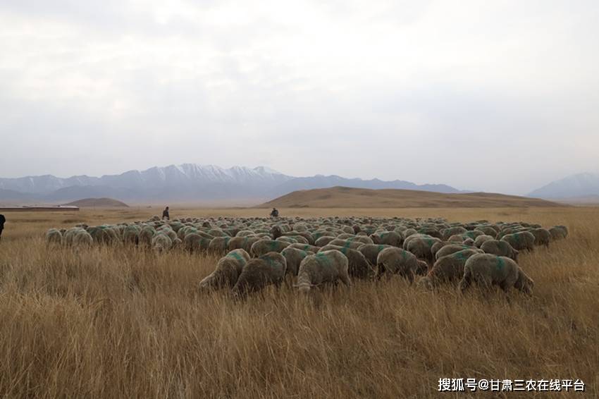 甘肅高山細毛羊培育成功之後,甘肅省綿羊繁育技術推廣站面向世界細毛