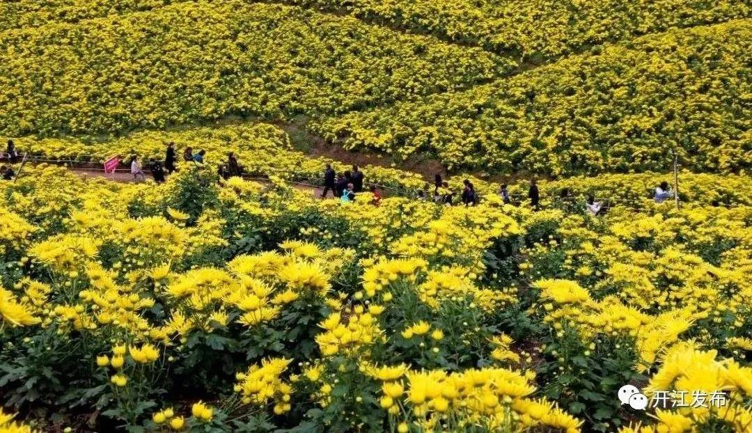 四川開江金絲皇菊開出致富花