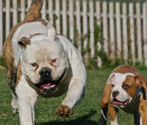 這種英國鬥牛犬體型適中,被毛光滑,整個身體都顯得特別的厚重.