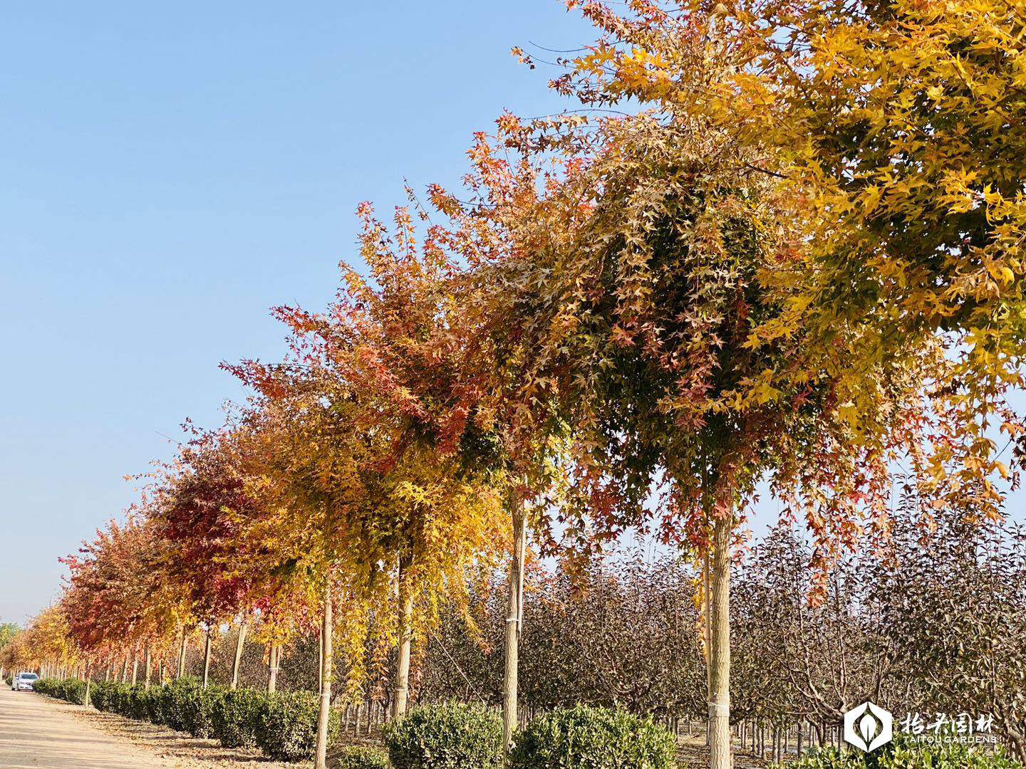 抬头园林|元宝枫在园林绿化中的多种应用