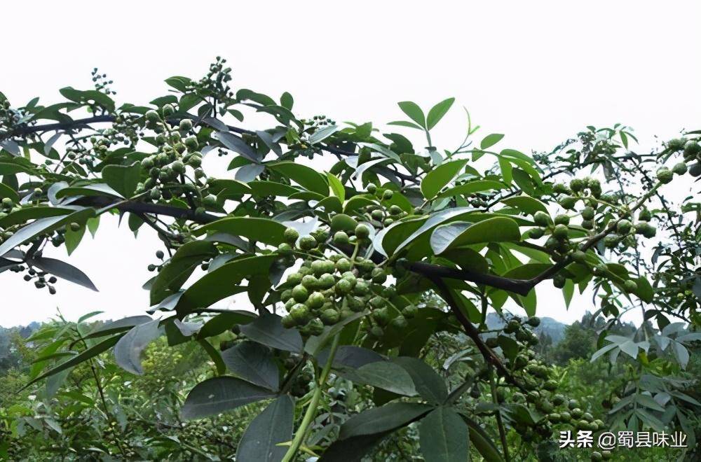 藤椒也叫竹葉花椒,它是一種藤本植物的果實,騰椒有自然的香氣,健胃