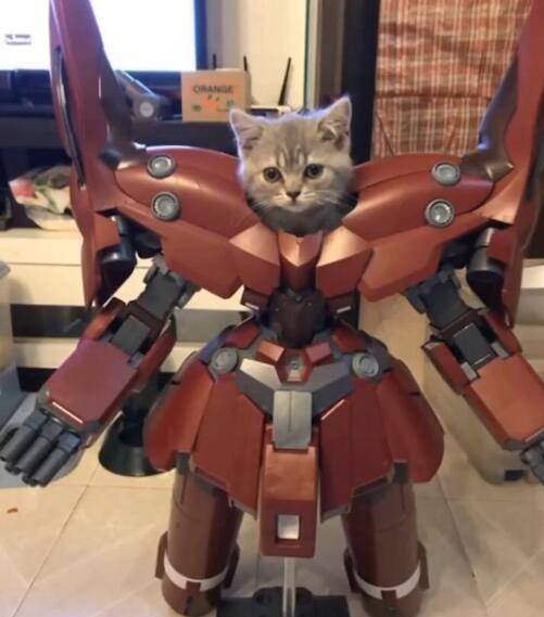 猫咪被扮成变形金刚,气势超级霸气,猫版变形金刚!_手机搜狐网