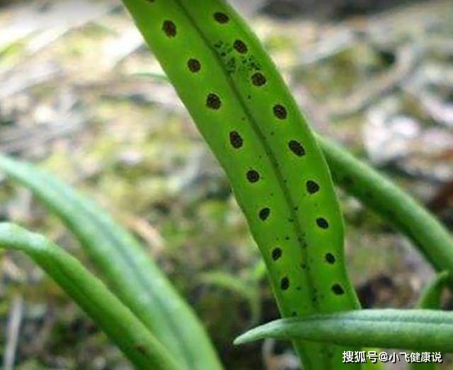 原来这种不起眼的野草居然是一味草药,你们还知道这种草药的其他功效