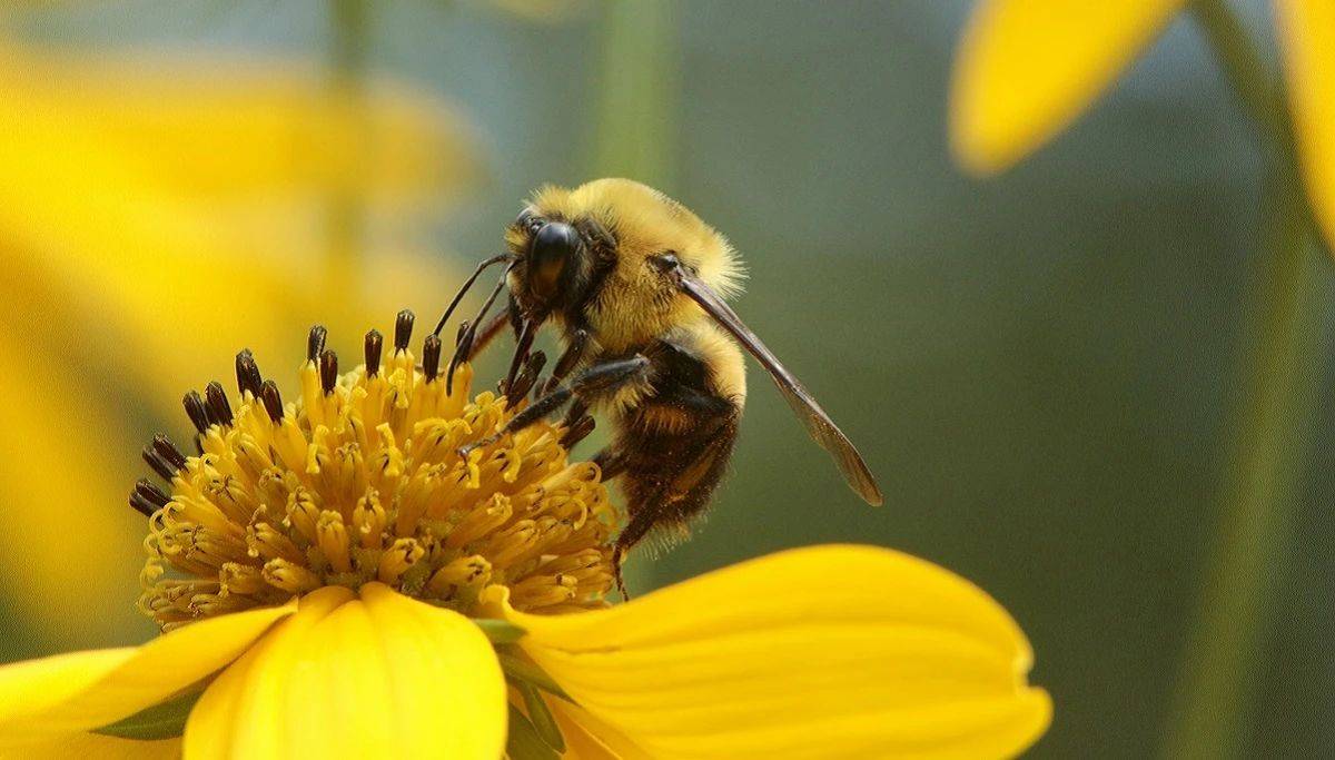 除了会跳摇摆舞蜜蜂还有哪些技能
