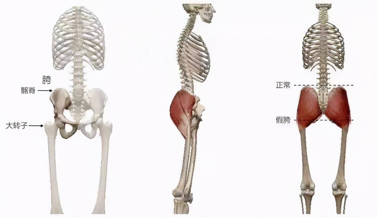 首先了解胯在人体哪个位置:真假胯宽的区别?自卑于自己天生胯宽腿短