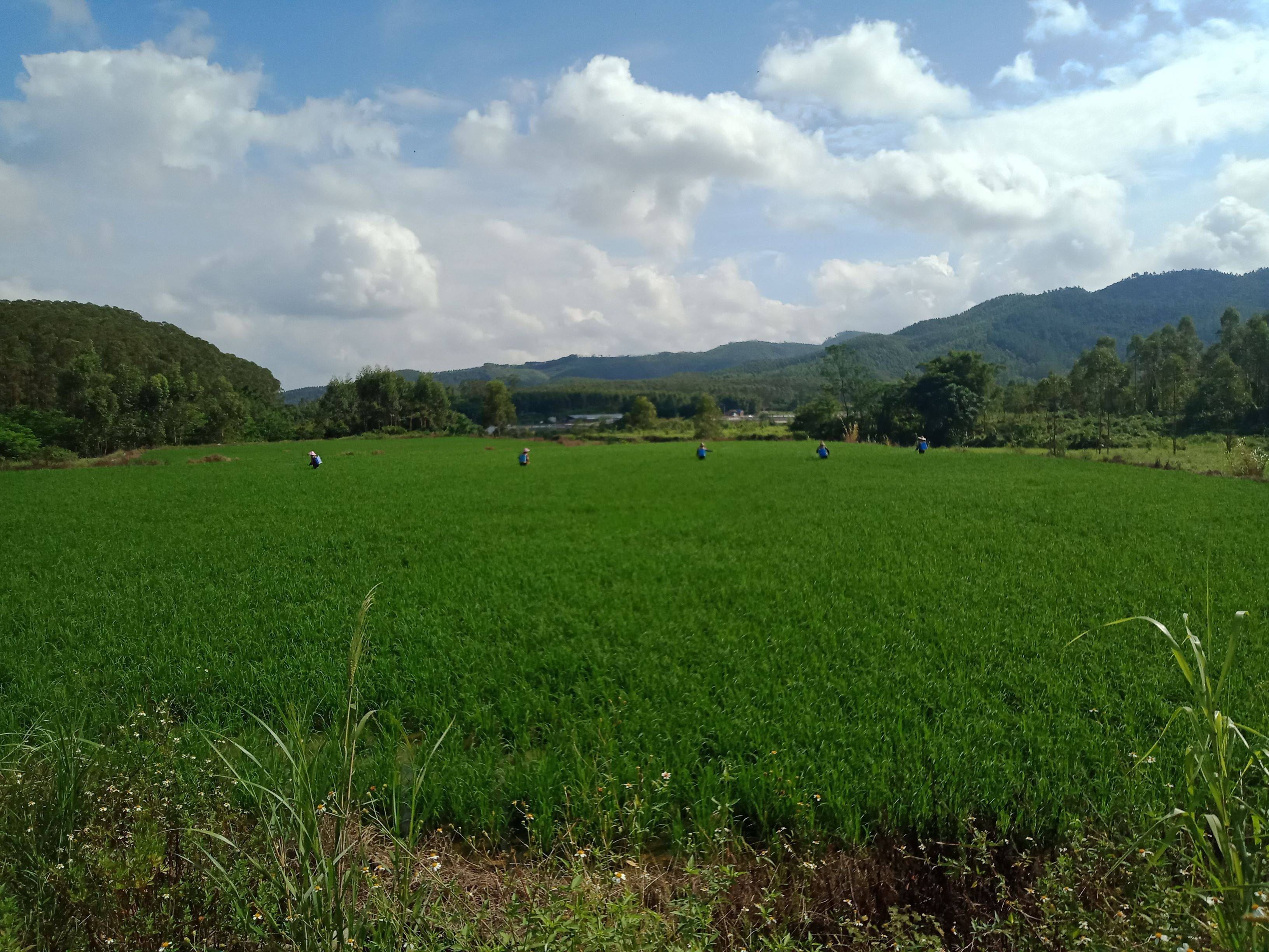 建设美丽乡村——垦造水田篇(148)_手机搜狐网