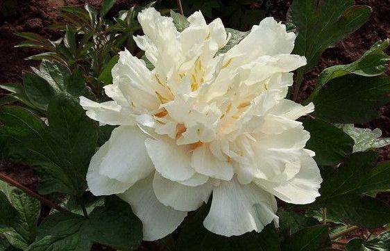 新手养花不如养一盆白雪塔花型饱满洁白无瑕适合盆栽养