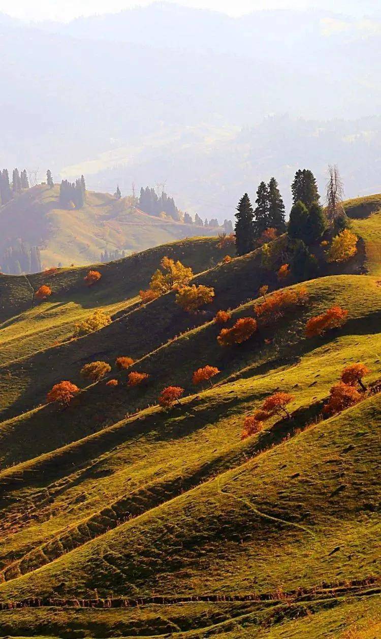 金秋十月的伊犁河谷,一个美丽的忧伤!