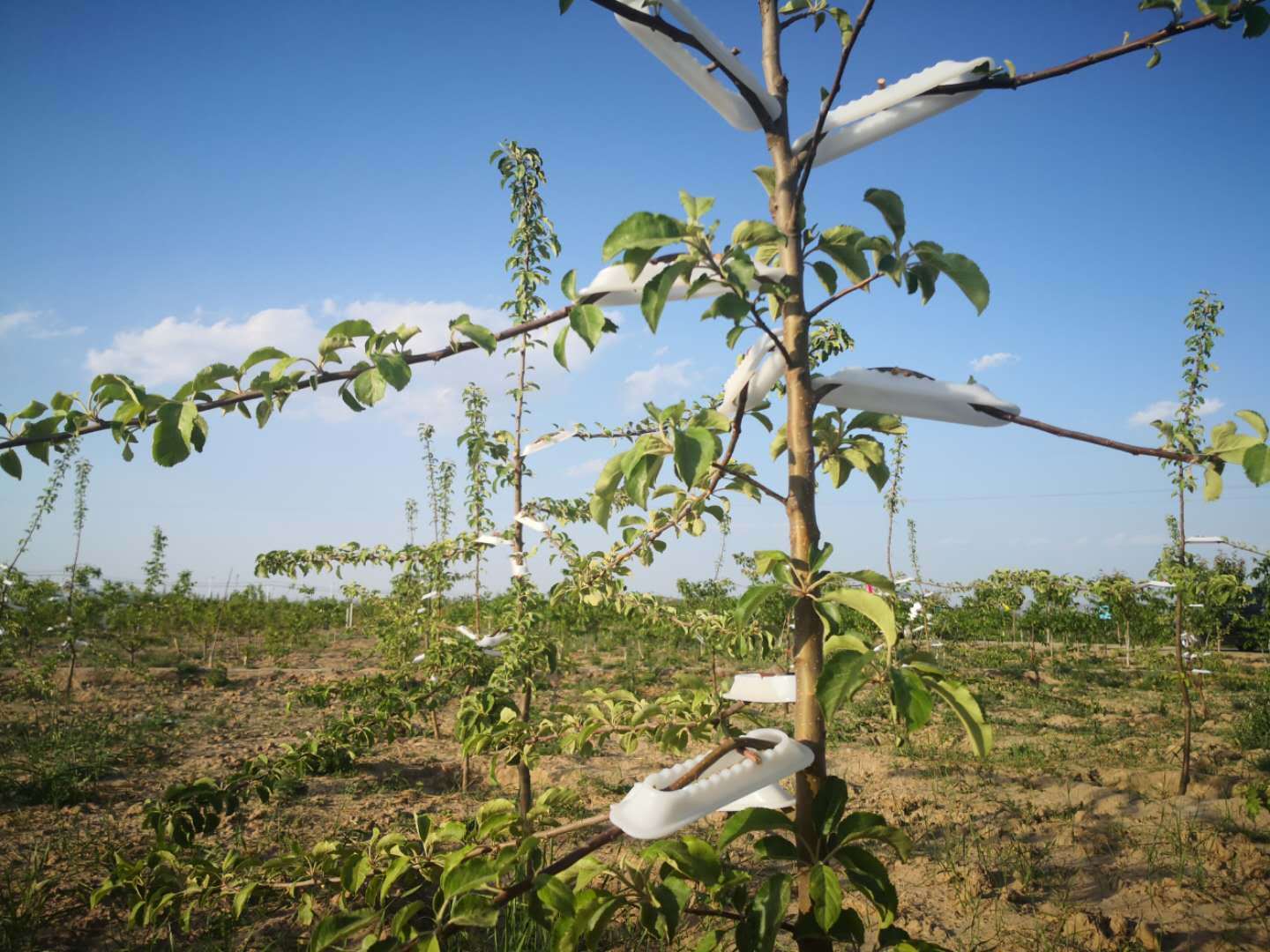 不伤果树枝条的拉枝器