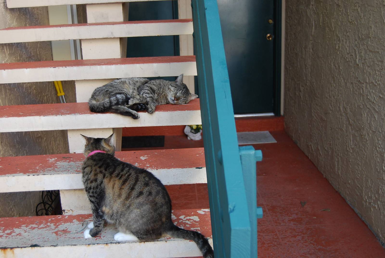 原创海明威故居猫比主人还出名最多有九个脚指头