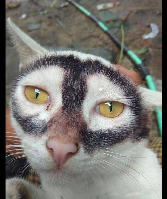 猫咪长相太奇特,好像是戴了一副墨镜,猫:我是夜礼服假面之分面