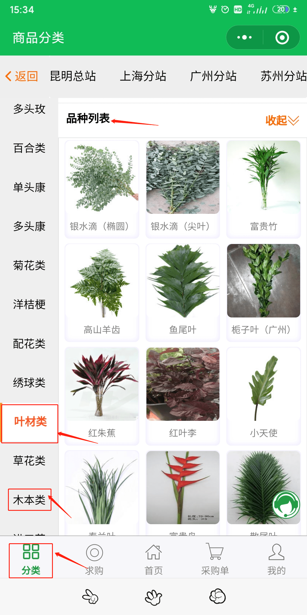 大叶子植物名称和图片图片