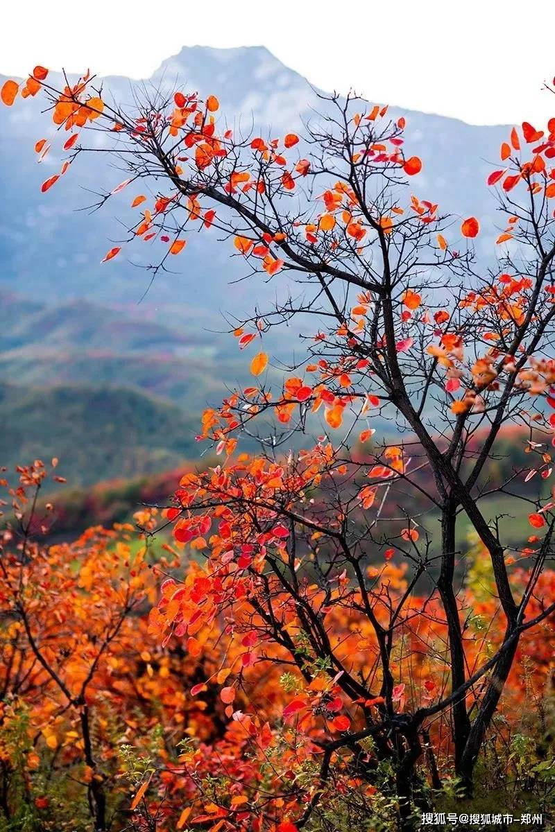 媲美香山嵩县这里的秋天如油画般绚烂处处是红叶烂漫的绝美