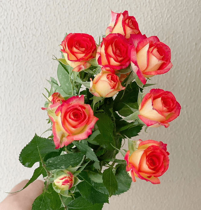 多头玫合集二 | 立冬之时,所有温暖都藏在花间给你