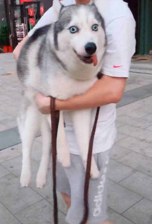 主人抱着二哈,二哈却一脸智障,这眼神一看就很纯_哈士奇