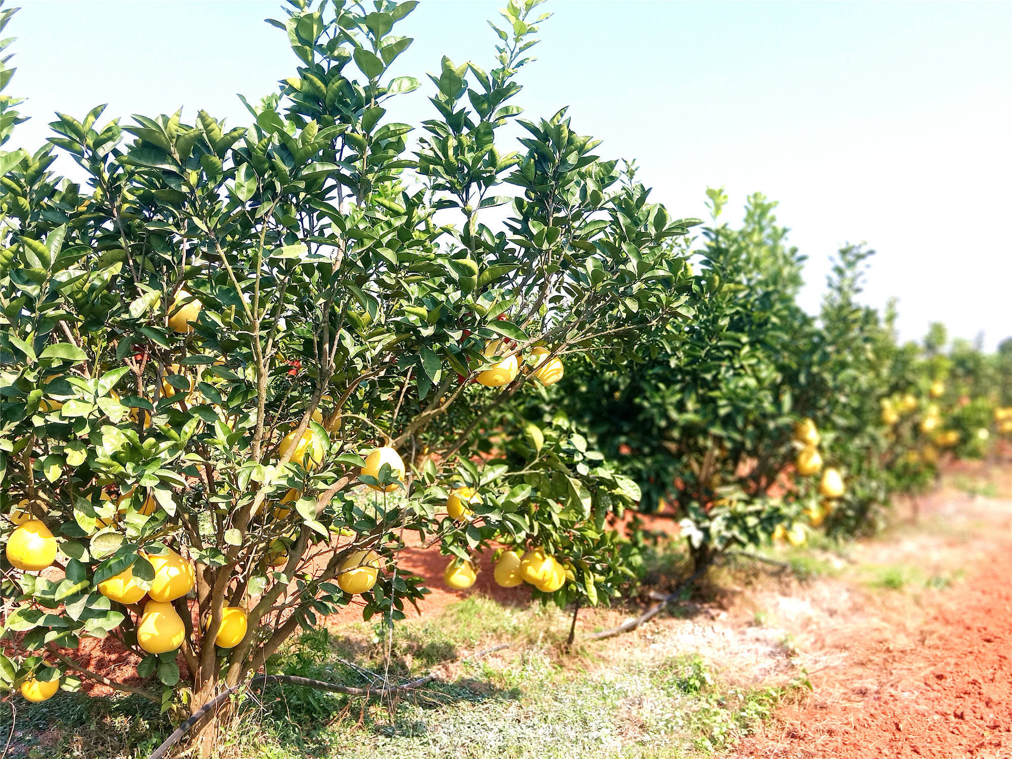井冈山国家农业科技园柚香扑鼻硕果累累成为园区一道靓丽风景线