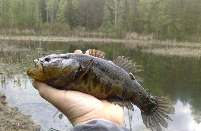 是所有的生物入侵物种都可以食用,包括这里说的入侵美国的"锤头蛞蝓"