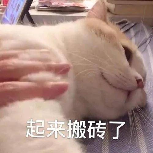保貓還是保鐲子？小貓咪被3萬的金鐲子卡住腦袋……