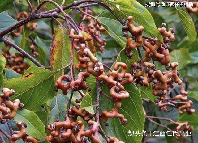 原创此种"果树"长在山沟里,果子比山莓奇特,人称"金钩梨",珍贵