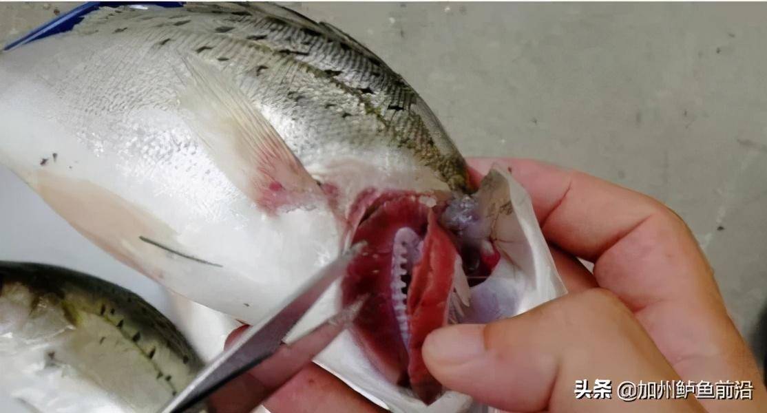 加州鲈烂鳃病只增不减,要防它就得从根源做起!