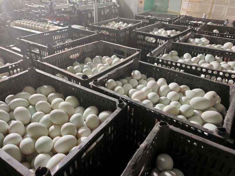 杞县:日产鸭蛋200吨 成为中原鸭蛋产销第一县