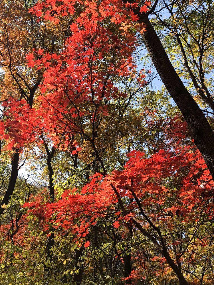 秋漸涼晨露凝霜,山水間楓葉正紅——本溪關門山國家森林公園