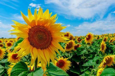 唯美文艺的正能量短句,积极向上,让心灵充满阳光