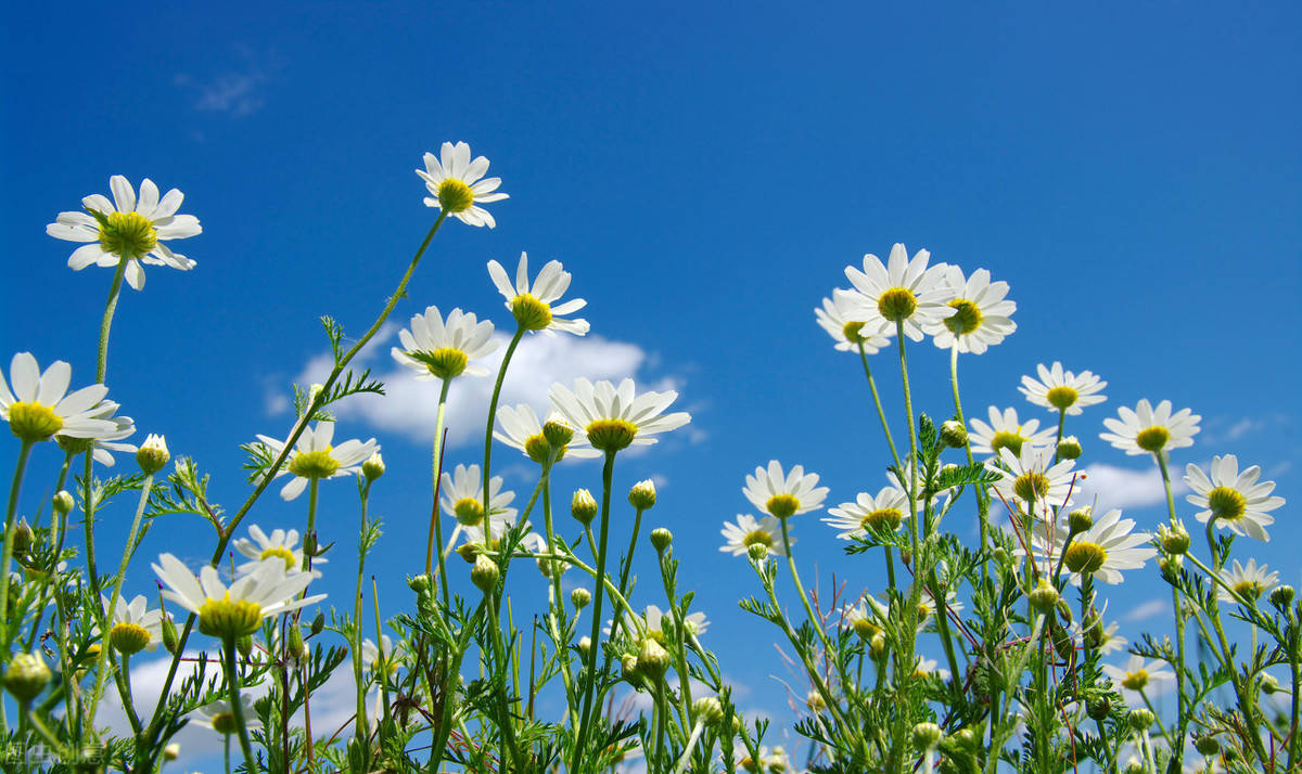 治愈暖心的优美句子,充满阳光和正能量,发朋友圈超棒